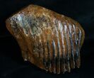 Partial M Mammoth Molar From North Sea #4246-4